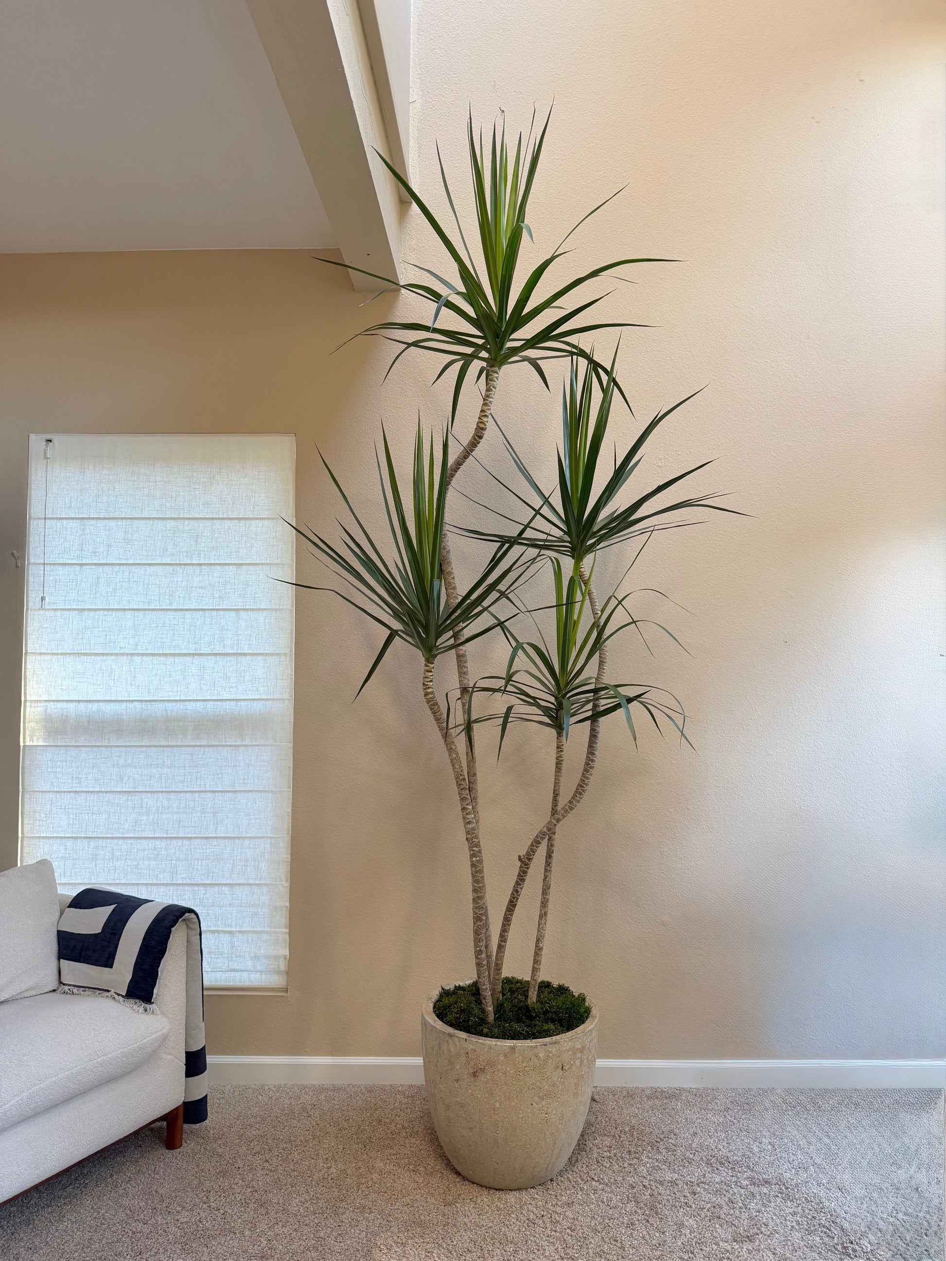 Dragon Tree Forest x Terrano Ceramic