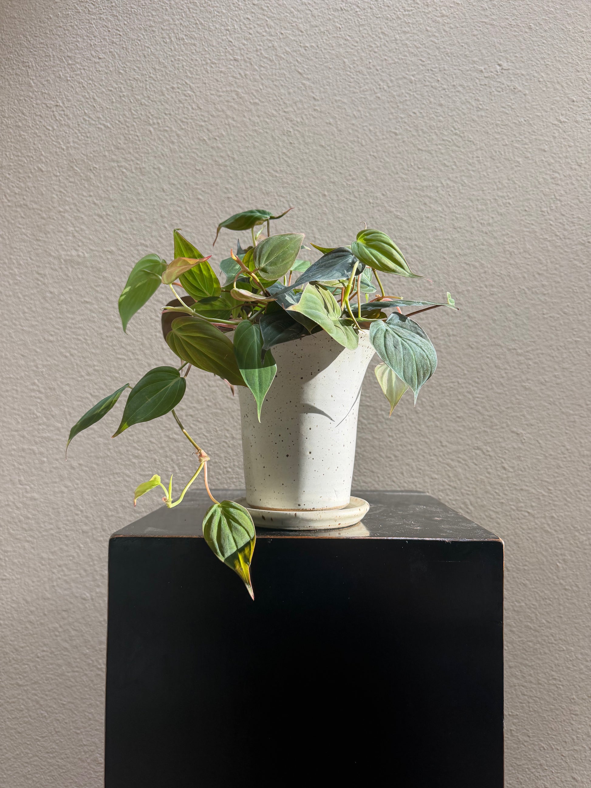 Velvet Leaf Philodendron x Bruning Ceramic