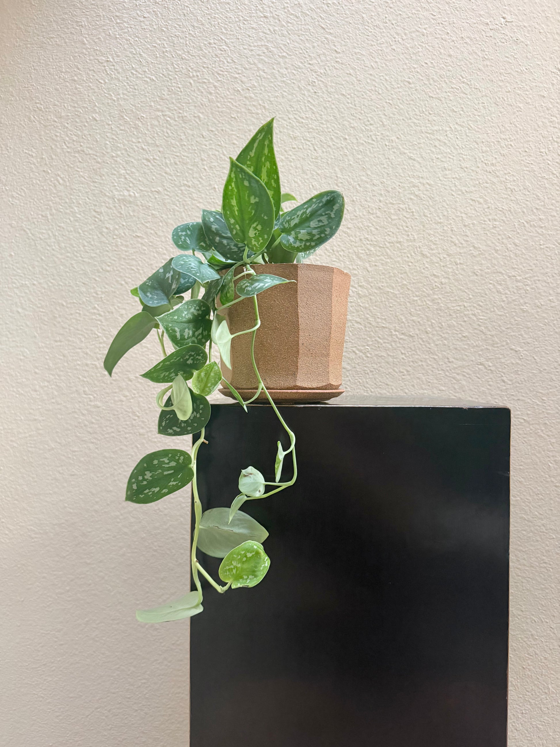 Satin Pothos x Bruning Ceramic