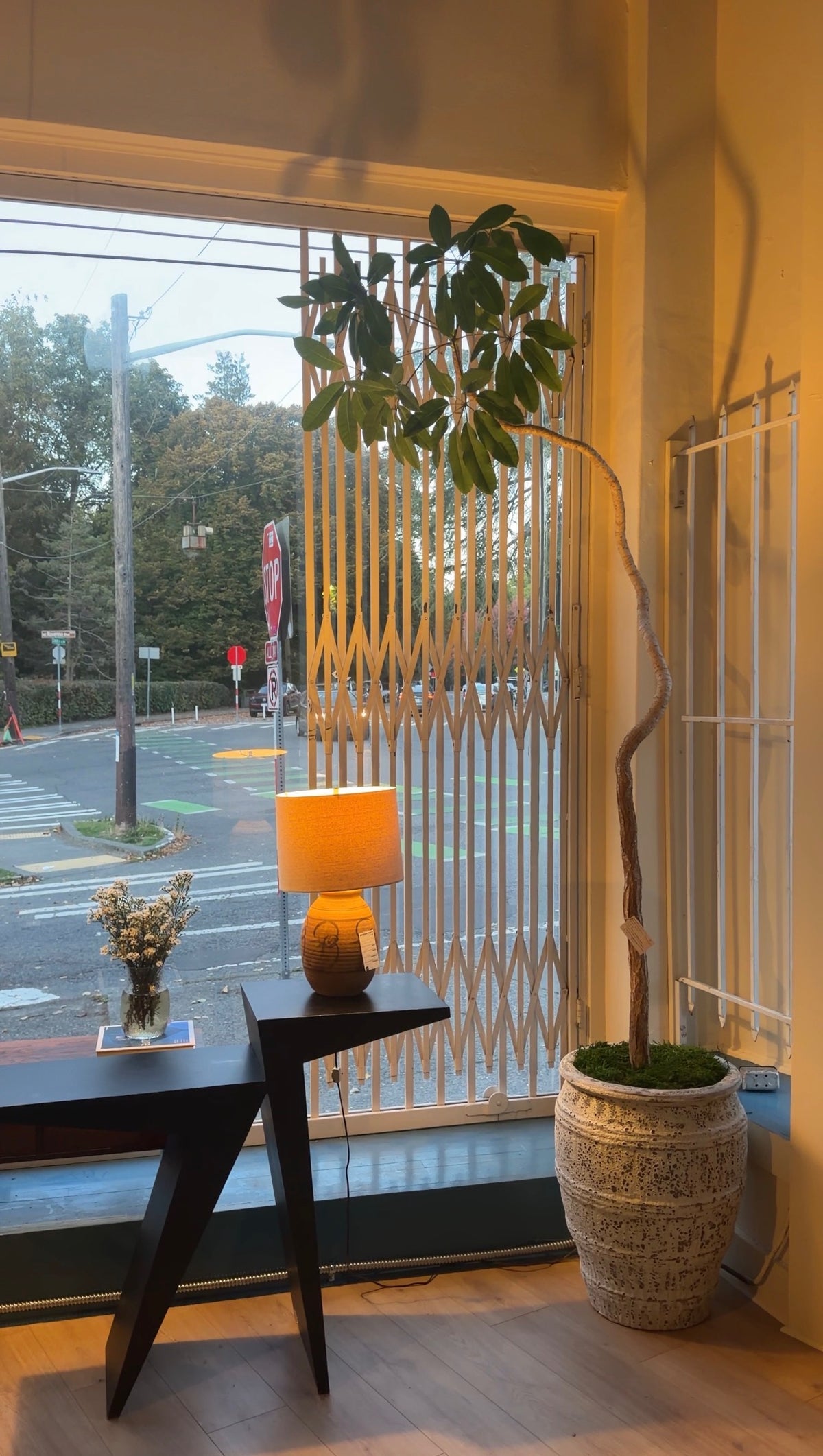 Umbrella Tree x Antique Terrano Ceramic