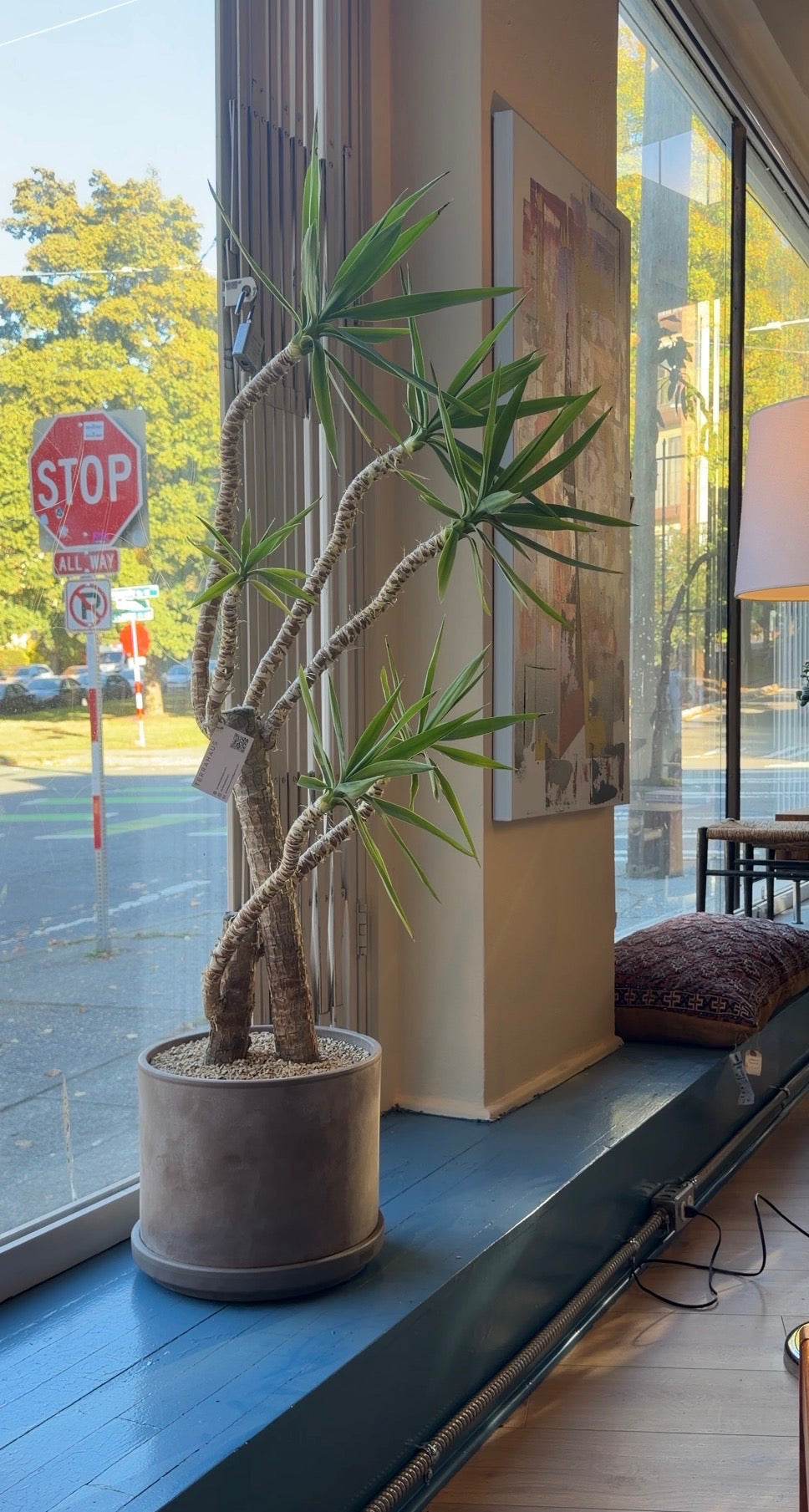 Yucca Cane x Aged Terracotta