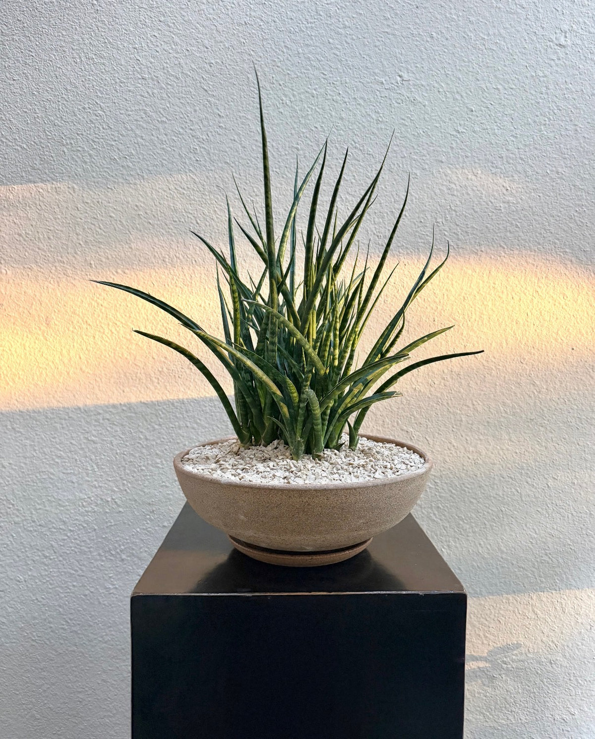 Snake Plant x Bruning Ceramic