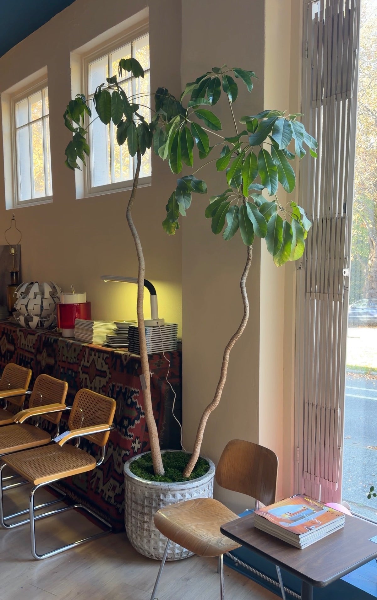 Umbrella Tree Forest x Vietnamese Ceramic