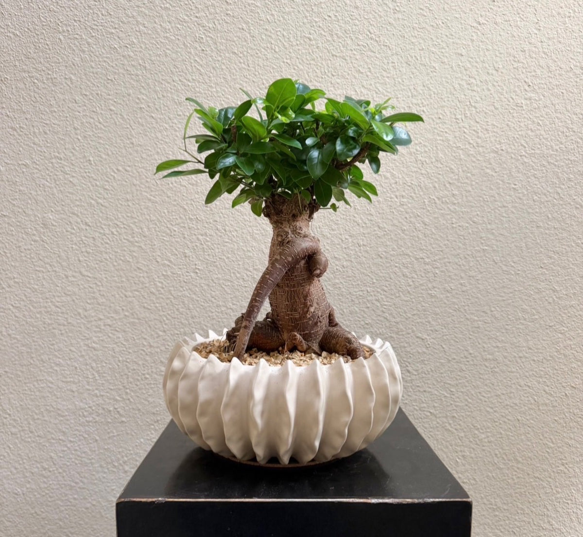 Ginseng Bonsai x Fluted Ceramic
