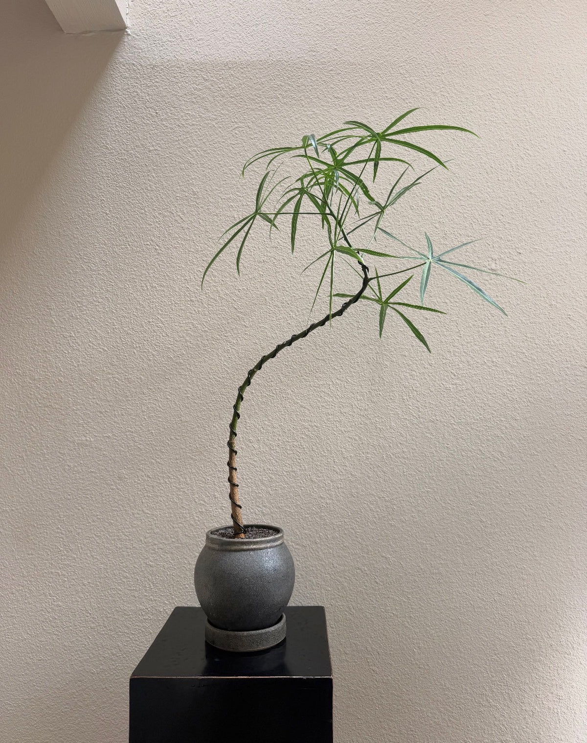 Queensland Bottle Tree x Moon Jar