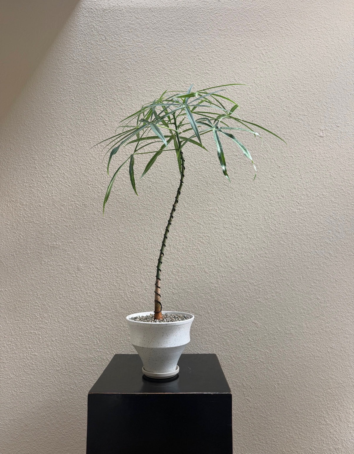 Queensland Bottle Tree x Tapered Ceramic